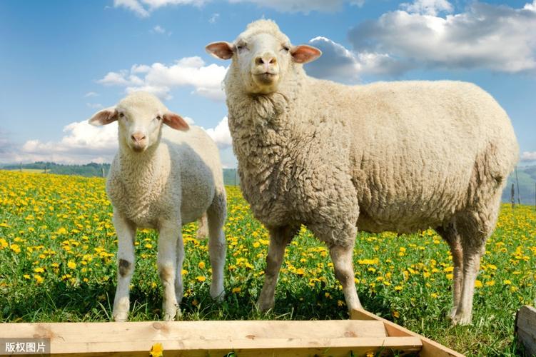 牛羊养殖中遇到的问题及其对策学会保证牛羊质量