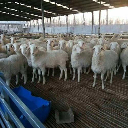 嘉祥县三友牛羊养殖场共找到3583条关于"小尾寒羊小羊"的产品图片信息