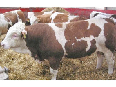 育肥小牛犊价格 鲁西黄牛养殖场 科学养牛技术视频